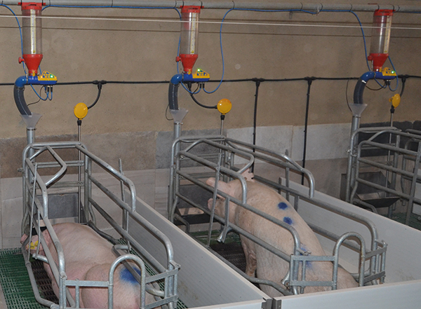 gestión agua granjas porcinas