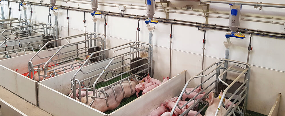 How can we manage the water consumption of the sows?