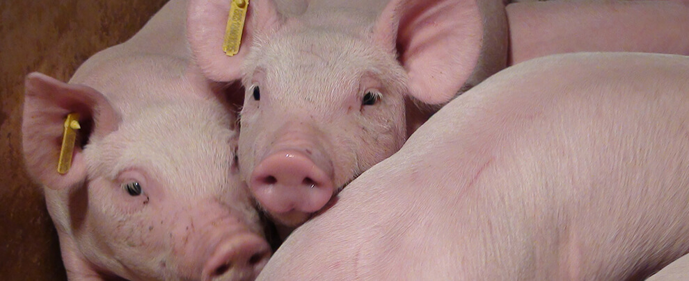 Where is pork consumption headed?
