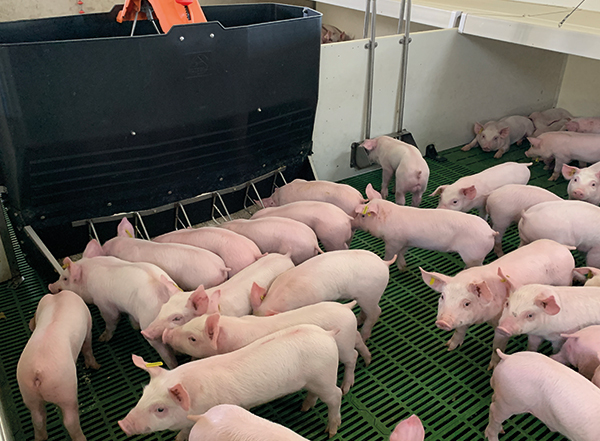 bebederos para cerdos