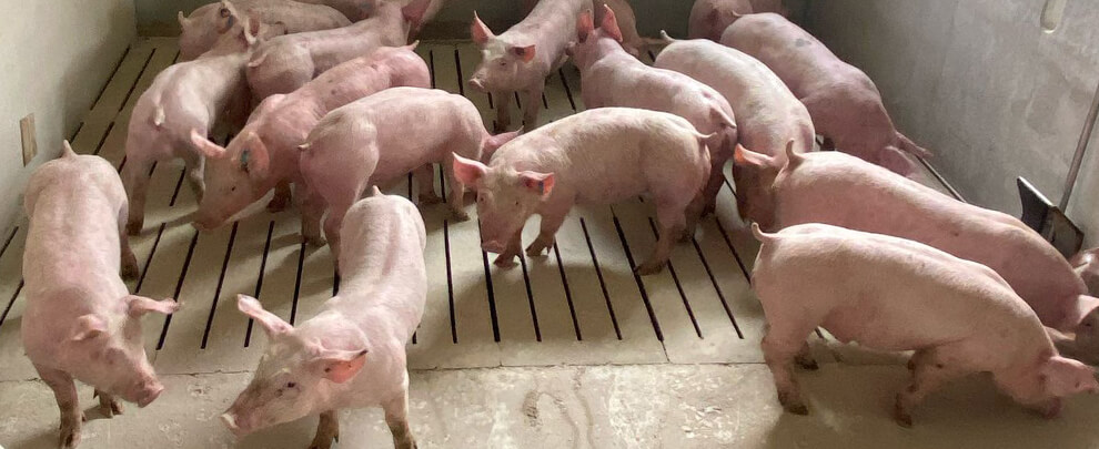 Benefits of climate control for finishing pigs