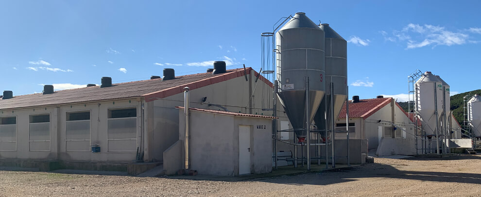 Pest control on pig farms: a guide to rodents and flies