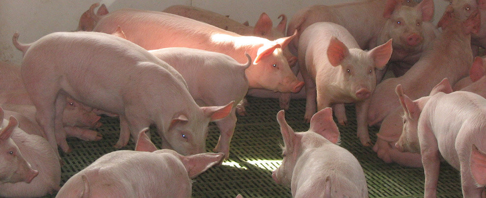 Каталония усиливает контроль, чтобы предотвратить появлением африканской чумы свиней