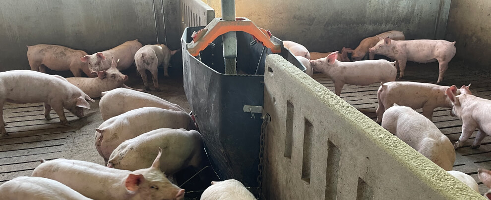 J. Font: “La sanitat és el factor que està generant una major variabilitat de costos entre productors”