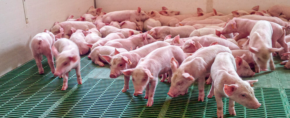 How has COVID-19 affected the pig sector?