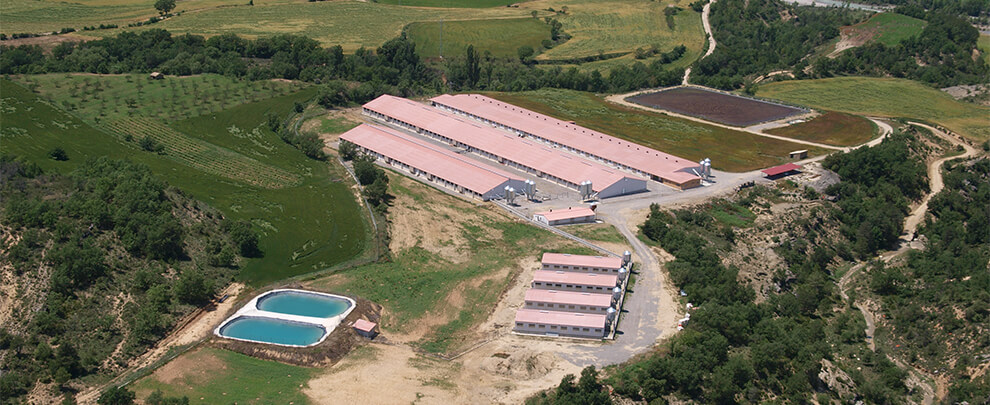 Com adaptar una granja porcina per continuar sent rendible