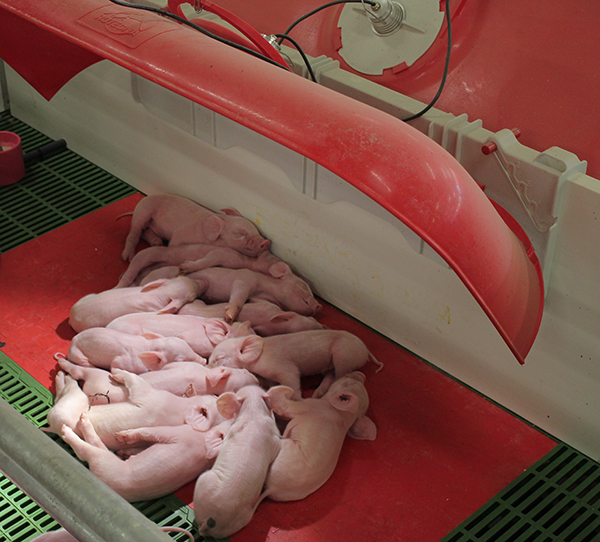 cubiertas para lechones en lactación