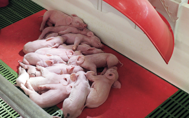 nidos para lechones en maternidad