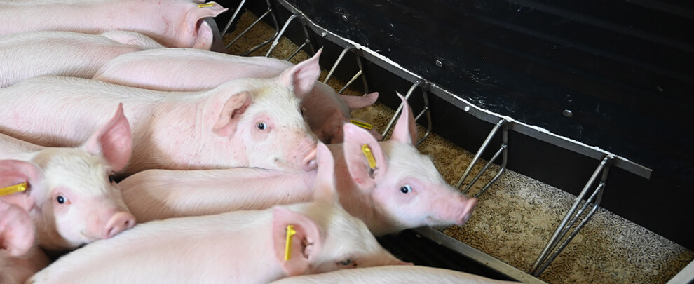 How to prevent diarrhea in piglets and improve their digestive development
