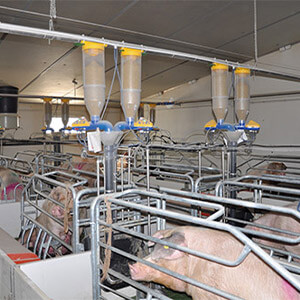 Miguel Castillón: "With Dositronic M the sows come out with a good body condition"