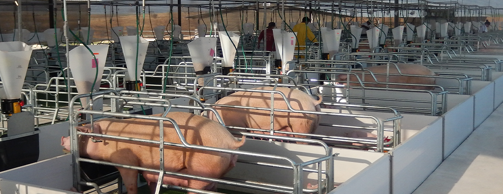 El sector porcino de Ecuador aumenta su productividad