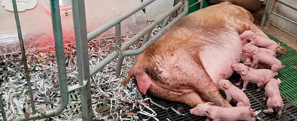 En quin punt es troba l'ús de gàbies en producció porcina a la UE?