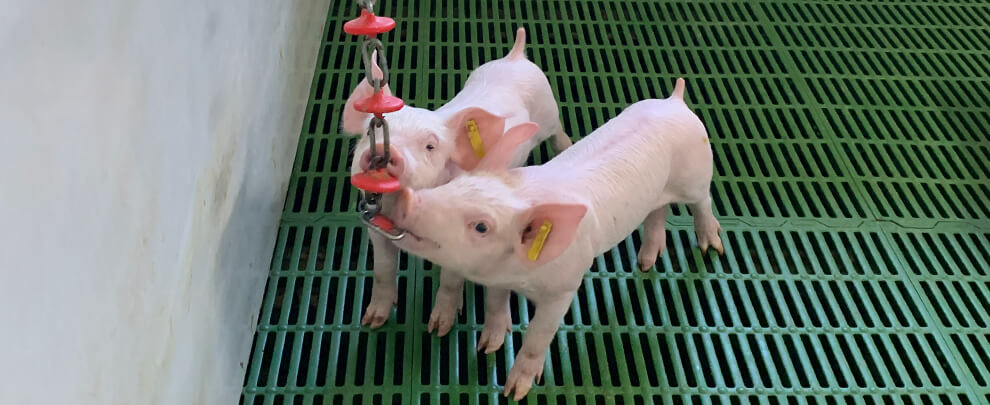 What benefits does environmental enrichment provide in pig farming?