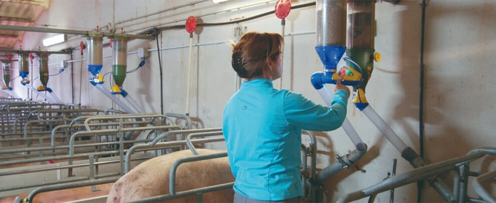 The presence of women in the pig sector