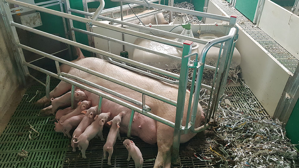 bienestar animal granjas cerdos