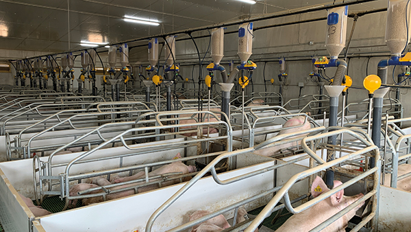 alimentacion electronica para cerdos