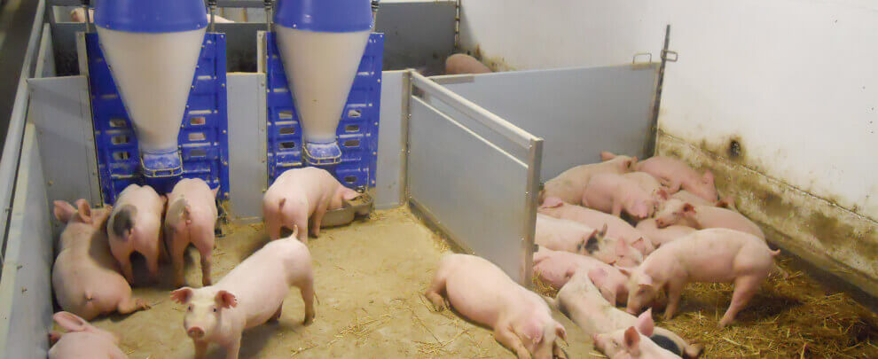 Новые возможности для венгерской отрасли свиноводства