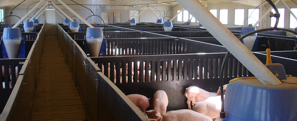 Supreme Court annuls mandatory increase of space per pig