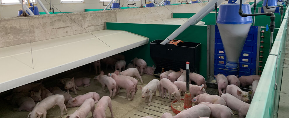 How can we prevent heat stress in pigs during the summer?