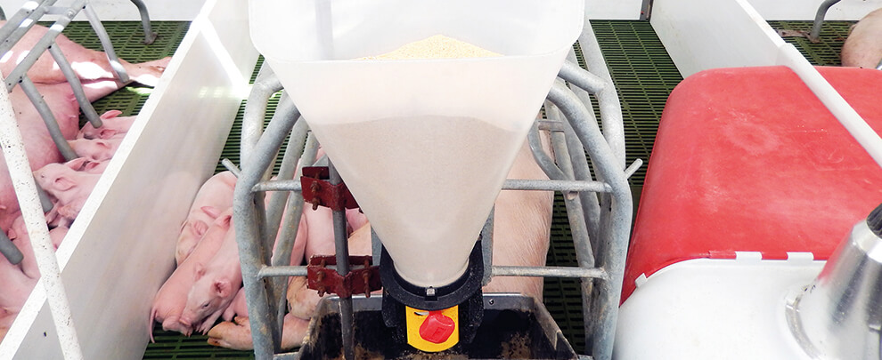 How can we maximize feed intake in lactating sows?