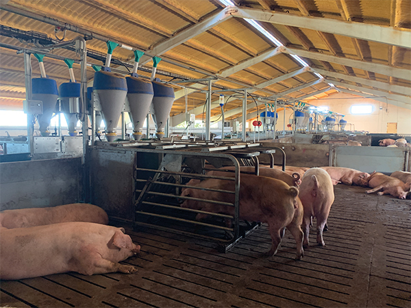 alimentación electrónica para cerdas gestantes