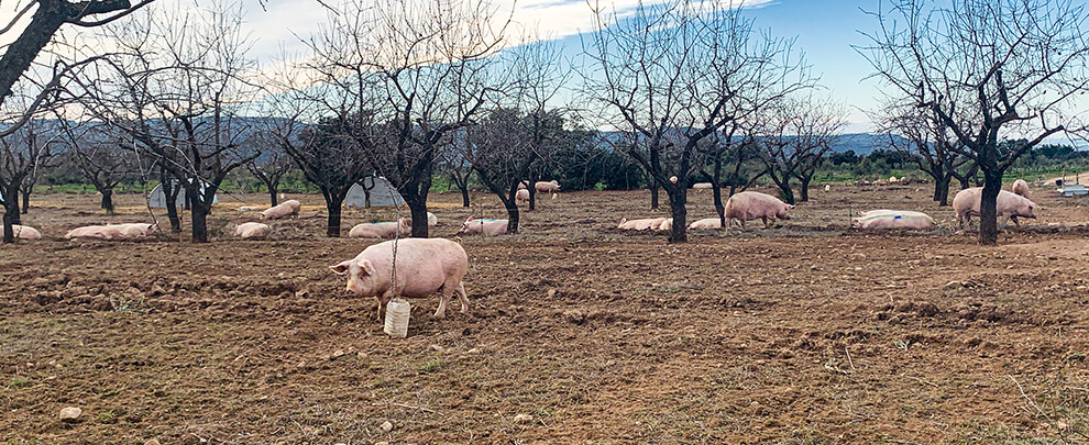 Producció porcina ecològica a Lleida