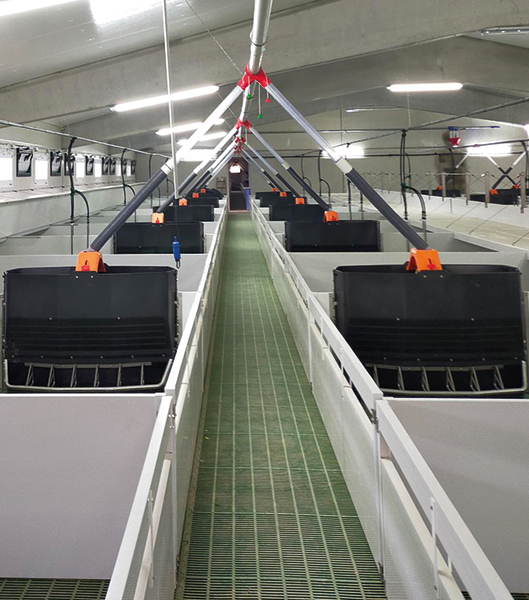 corrales transición porcina