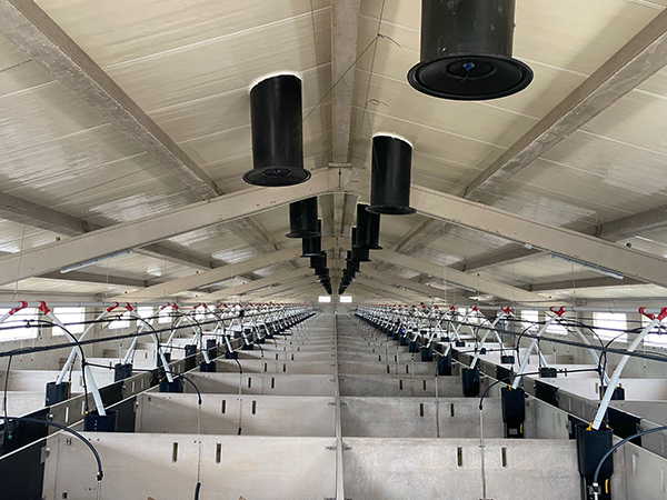 ventilación en granjas porcinas