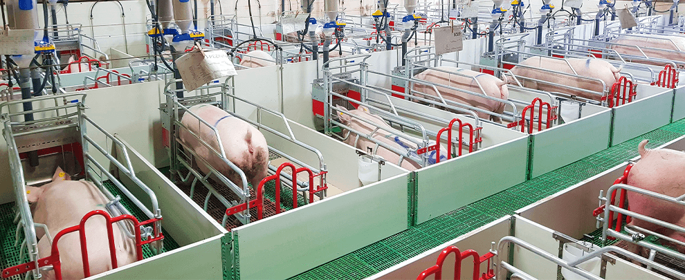 How should nursing sows be fed?
