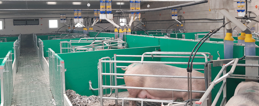 Trends in farrowing equipment