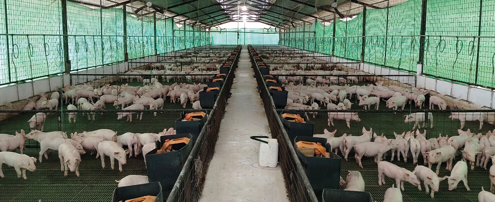 R. Arzube: &ldquo;Rotecna ens permet adaptar-nos a les millores en benestar animal&rdquo;