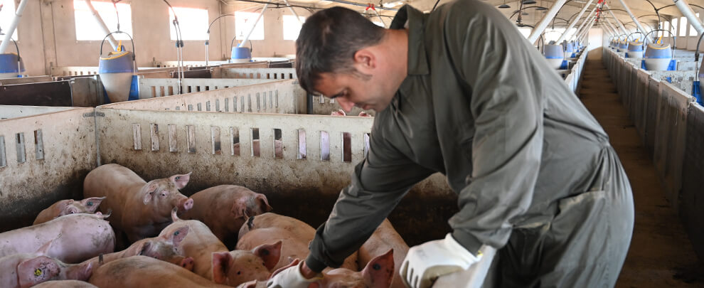 JM. Cajal: “The Swing R3 Tube helps to get the piglets off to an excellent start"