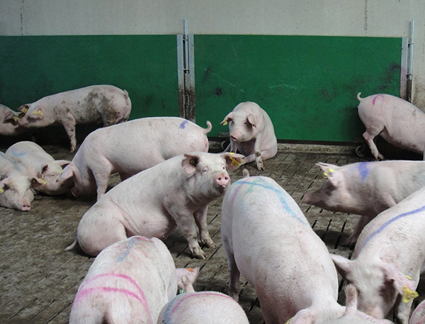 como mejorar la condición corporal de las cerdas