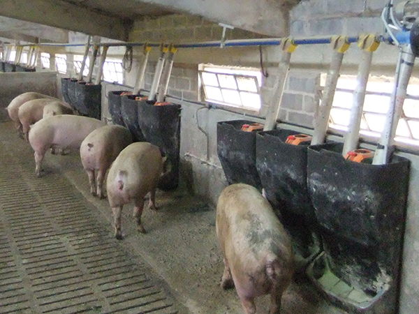 industria porcina italia