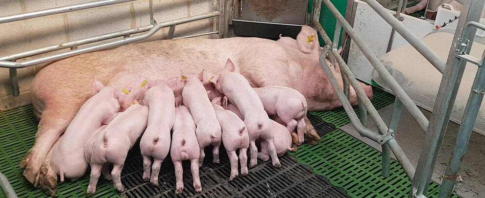 The role of hygiene in the suckling piglet