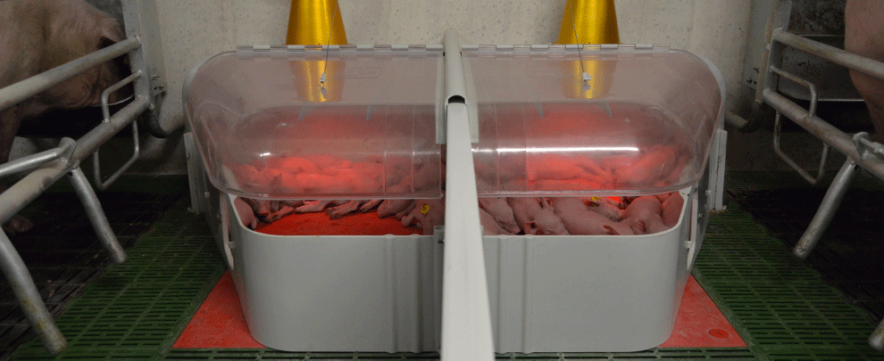 How can we reduce the risk of hypothermia in piglets?