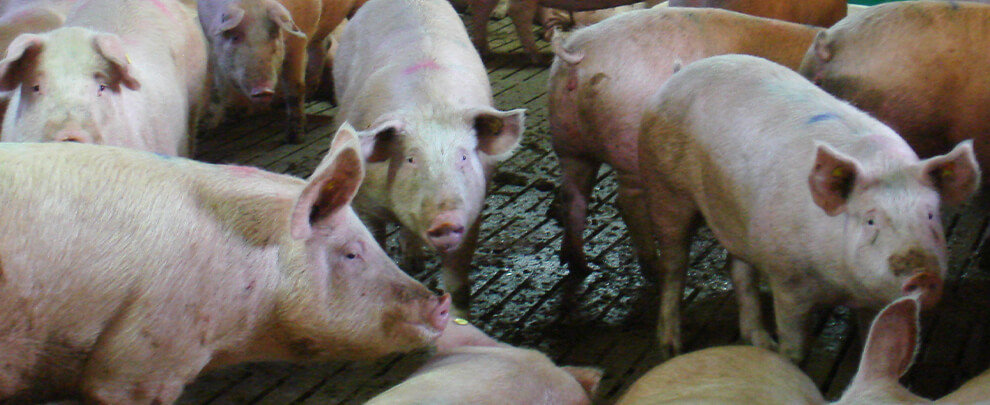 Uni&oacute; de Pagesos estimates the impact of ASF at 63 million euros