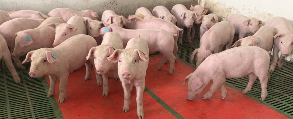 Claves para reducir el impacto de los purines en la salud porcina