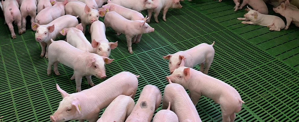 Artificial intelligence in pig farms