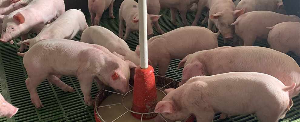 How can we improve the adaptation of piglets in transition?