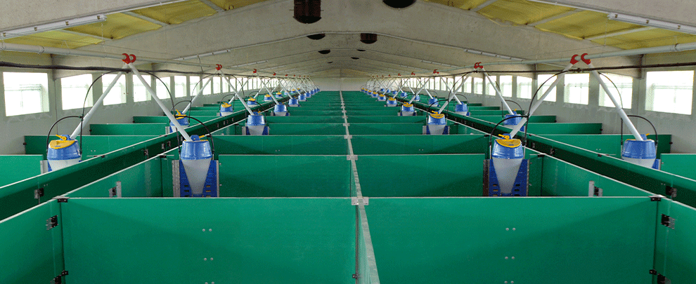 Keys to good cleaning and disinfection in pig farms