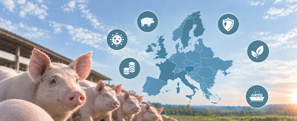 El nuevo mapa del porcino europeo: qui&eacute;n gana, qui&eacute;n pierde y por qu&eacute;