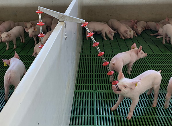 cadena antiestres cerdos