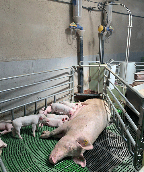 jaulas abataibles maternidad porcina