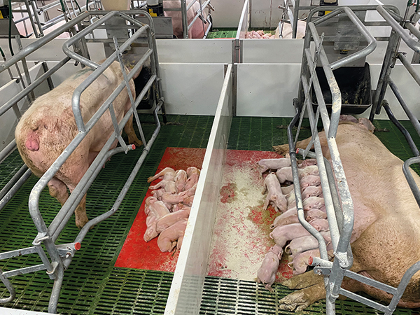 equipamiento granjas porcinas madres