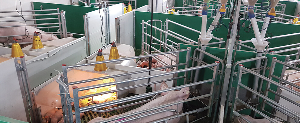 Как успешно осуществить переход к содержанию подсосных свиноматок без применения опоросных станков?