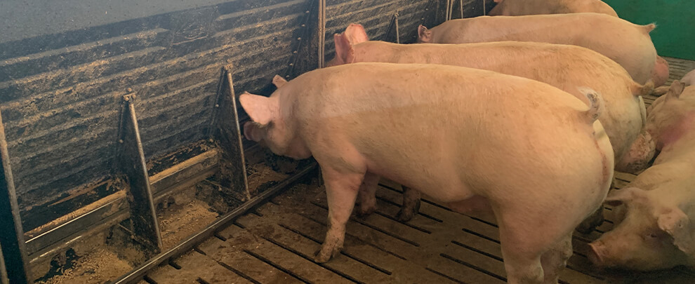 Five ways to improve the feed conversion ratio