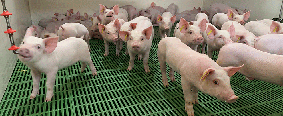 Benestar animal, motor de competitivitat en el sector porcí llatinoamericà
