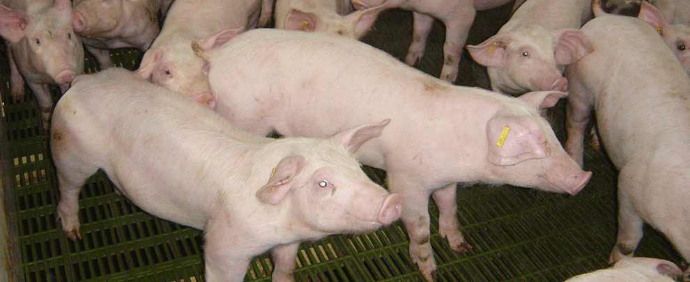 Animal welfare, a driver of competitiveness in Latin America’s swine sector