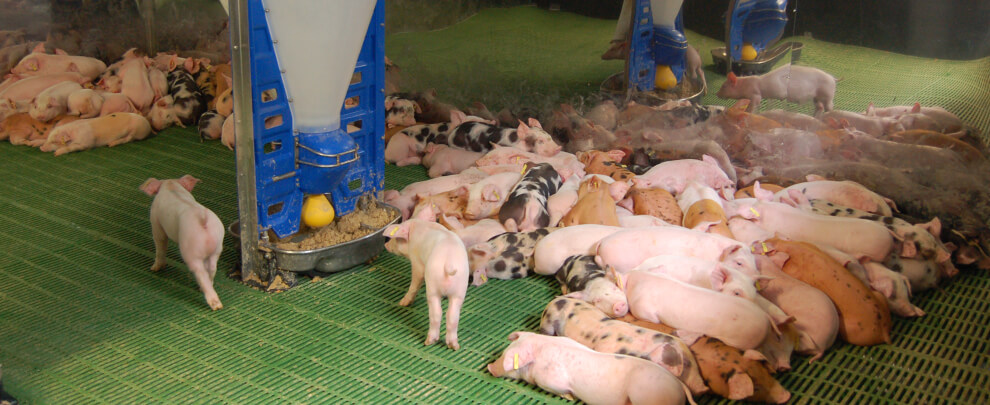 Desmuntant els falsos mites del sector porcí